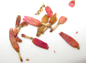 Melocactus matanzanus seed pods